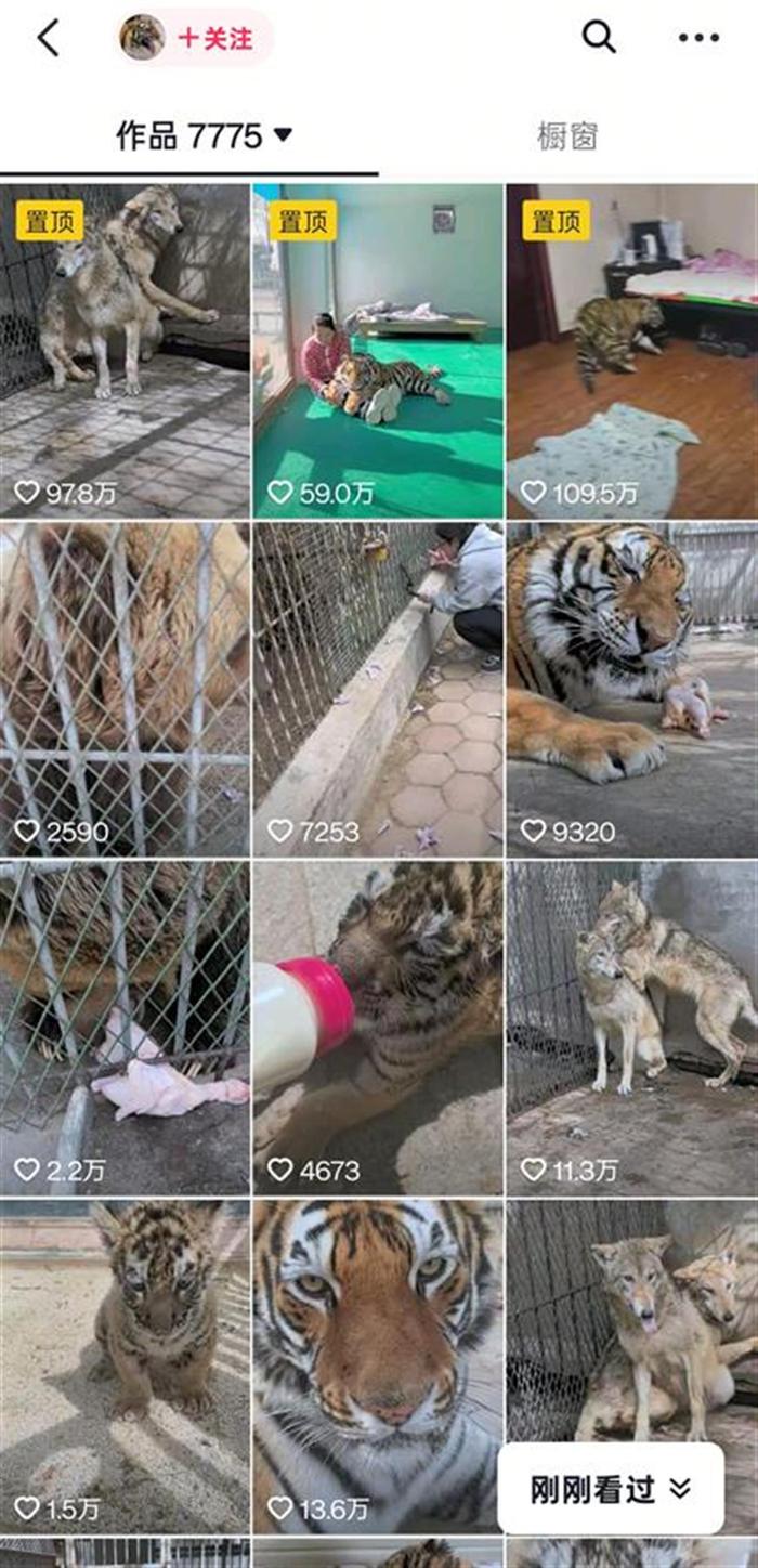 狼為何見飼養(yǎng)員躲墻角發(fā)抖？動物專家揭秘氣味與信任的博弈