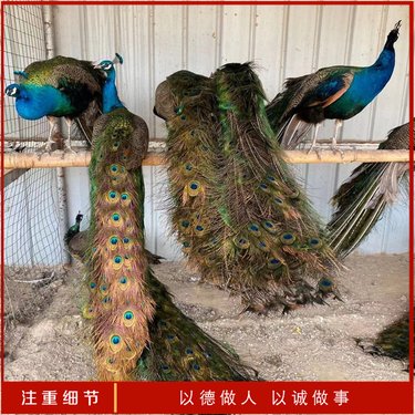 濟南源虎食品 飼料生產(chǎn)的匠心與創(chuàng)新之路