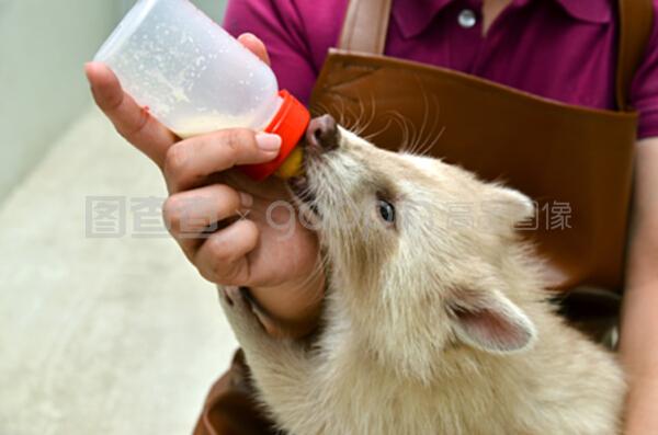 愛心與科學的交融 動物飼養(yǎng)員如何精心喂養(yǎng)白化浣熊寶寶