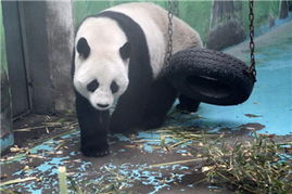 中國政協(xié)委員聚焦動物飼養(yǎng)規(guī)范，推動生態(tài)文明建設與畜牧業(yè)高質(zhì)量發(fā)展
