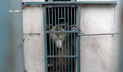 河南動(dòng)物園棕熊咬死飼養(yǎng)員后續(xù) 肇事熊被關(guān)“禁閉”，飼料生產(chǎn)安全引關(guān)注