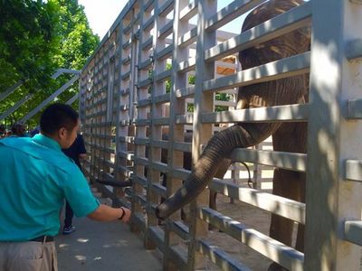 動(dòng)物園里過(guò)“六一” 飼養(yǎng)員展示大象訓(xùn)練與飼料生產(chǎn)的幕后智慧