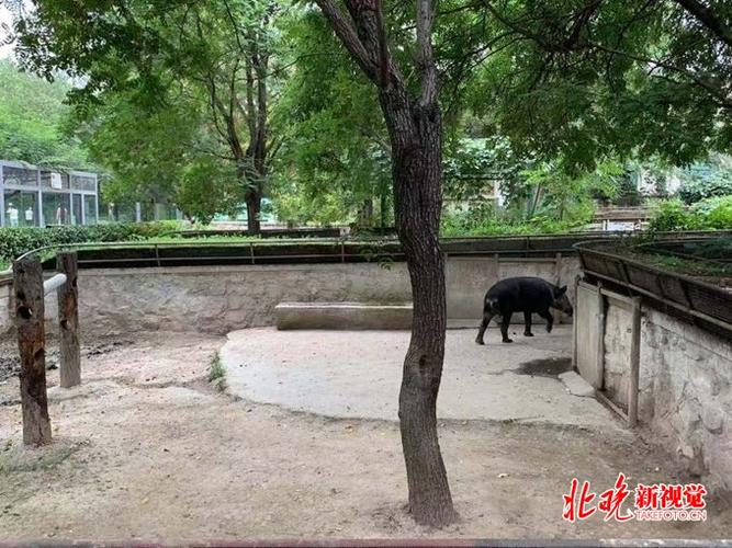 北京動物園回應"飼養員疑似抽打貘",能不能多一點耐心?